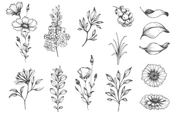 Vector collection of hand drawn plants. Botanical set of sketch flowers and branches - 163826102