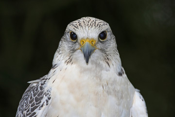 Ein weißer Gerfalke als Jagdfalke