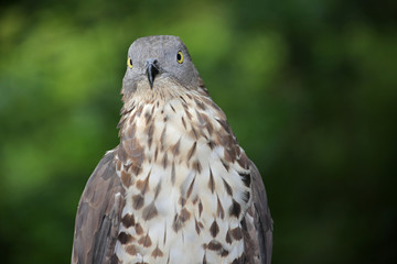 Wespenbussard Portrait in der Natur