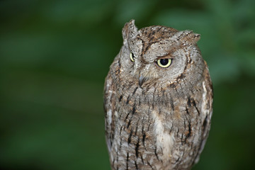 Zwergohreule Portrait vor dunklem Waldhintergrund
