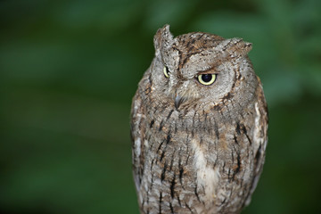 Zwergohreule Portrait vor dunklem Waldhintergrund