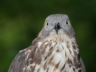 Wespenbussard Portrait frontal mit Blick in die Kamera