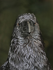 Kolkrabe Portrait frontal Blick in die Kamera