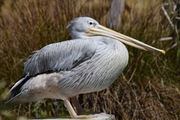 Pélicans