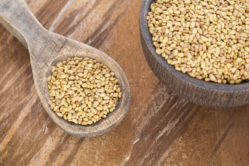 Seeds alfalfa - Medicago sativa