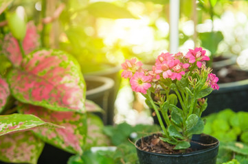 Pink flowers in garden with morning light flare