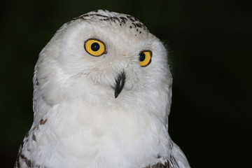 Schnee Eule Portrait vor schwarzem Hintergrund