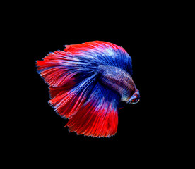Obraz premium Betta fish siamese fighting fish betta splendens isolated on black background