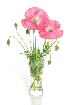 pink poppies in glass vase isolated on white background