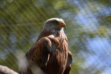 Aigle