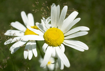 Natural green background