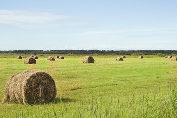 Fototapeta premium A field with straw bales after harvest
