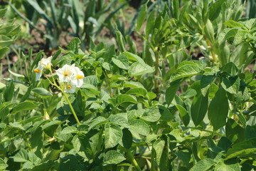 Potato plants in a vegetabel garden, blühende Kartoffelpflanzen in einem Gemüsegarten