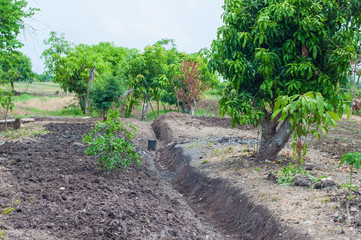 Fototapeta na wymiar Gutter ditch with mango and banana tree in garden.