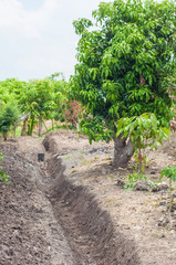 Fototapeta na wymiar Gutter ditch with mango and banana tree in garden.
