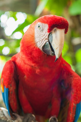 Portrait Single macaw bird in green park.