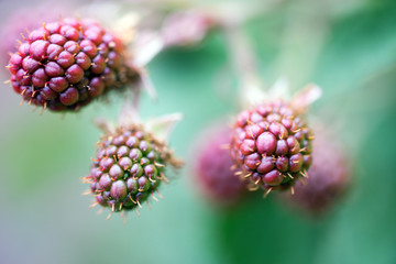 Brombeerstrauch / unreife Brombeeren an einem Strauch