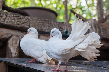 White pigeon fantail in case.