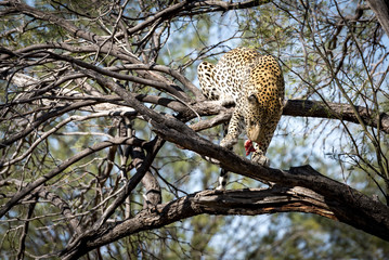Leopard