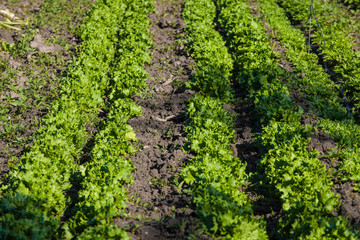 Fototapeta na wymiar Plantation of Lettuce in Cyprus