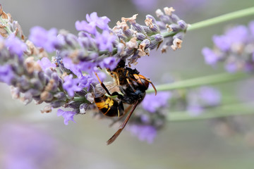 frelon asiatique qui tue une abeille
