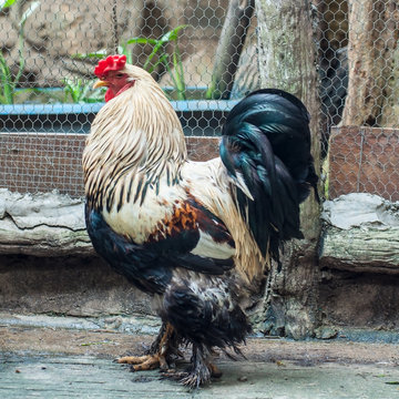 Giant chicken Brahma standing in case