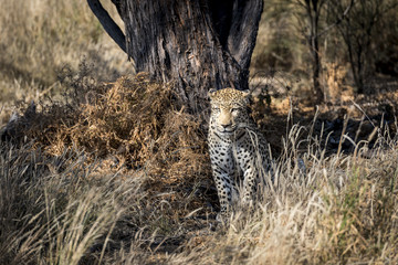 Leopard