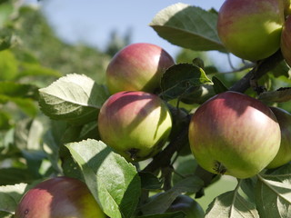 jabłka na gałęzi w sadzie - obrazy, fototapety, plakaty