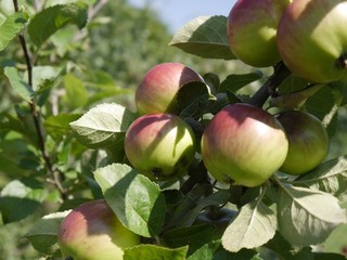 owoce jabłoni w sadzie