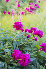 the flowers peonies in the garden