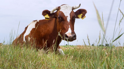 cow is sitting in the grass. A herd of cows in a pasture