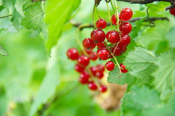 Red currant bush growing in the garden