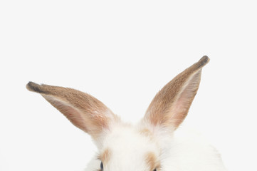Close up rabbit 's ears on white background.