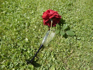 kielich i czerwona róża na trawie