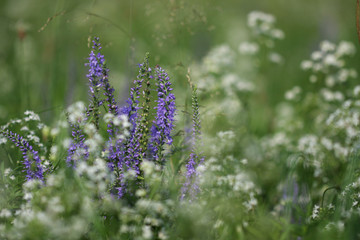 Fototapeta premium Violet flowers A transplant (Veronica) surrounded by white flowers in the morning meadow