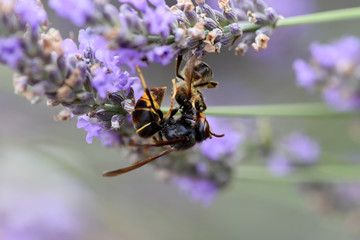 frelon asiatique qui tue une abeille