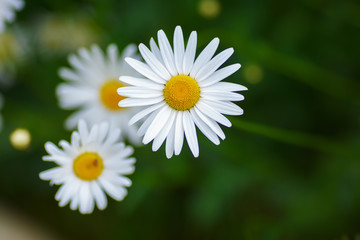 Fototapeta premium Camomile on blurred garden background