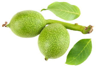 Green walnuts with leaves isolated on a white background