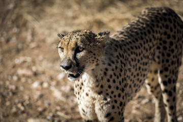 Fototapeta premium Gepard