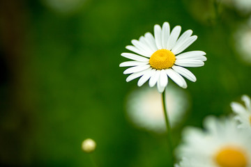 Obraz premium Camomile on blurred garden background