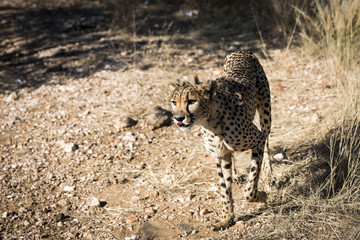 Gepard