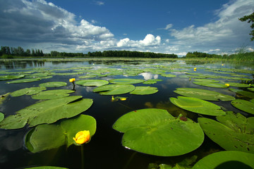 Landscape with yellow water lily (Nuphar lutea)