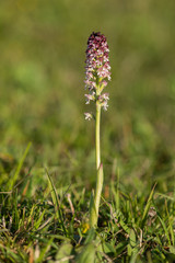burnt orchid, neotinea ustulata