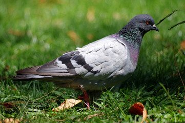 pigeon dans l'herbe