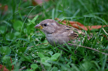 moineau dans l'herbe