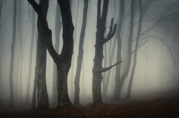 Fototapeta premium old trees in scary forest