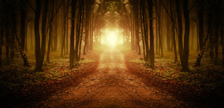 Fototapeta surrealistyczna leśna droga