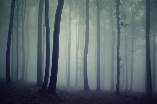 Fototapeta forest fog