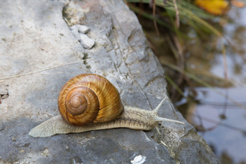 snail