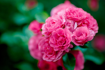 Bright pink roses background.Pink roses background.Pink rose in the garden.Beautiful pink rose in the garden.Pink roses in the park